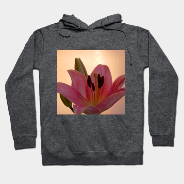 Lily on Orange, studio Pink  Flower close up Hoodie by JonDelorme